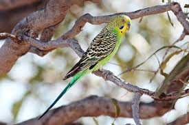 Budgerigar Bird